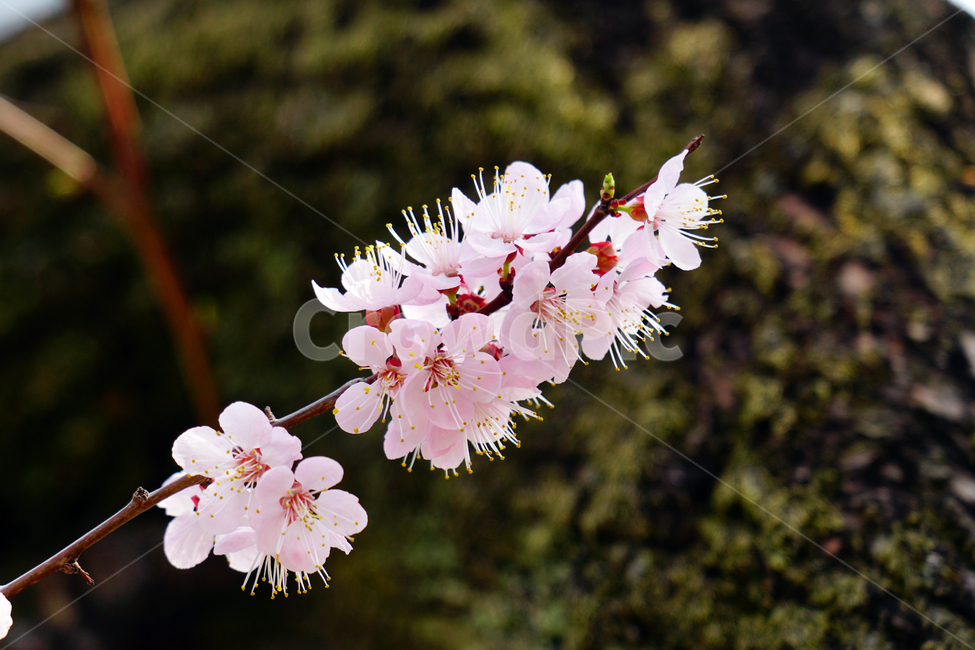 살구나무꽃,봄꽃,한국자연,꽃,꽃사진,플라워,flower,봄,spring,식물,plants,자연,nature,풍경,landscape,계절,season,snap,스냅,접사,macro,closeup,클로즈업,감성사진,감성,힐링,healing,느낌,feel,feeling,꽃밭,화단,나무,나뭇가지,tree,꽃봉오리,4월,April,살구나무,봄,계절,spring,season,식물,자연,plants,nature,꽃,flower,plant