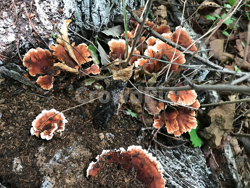 버섯,mushroom,식물,plants,자연,nature,버섯,mushroom