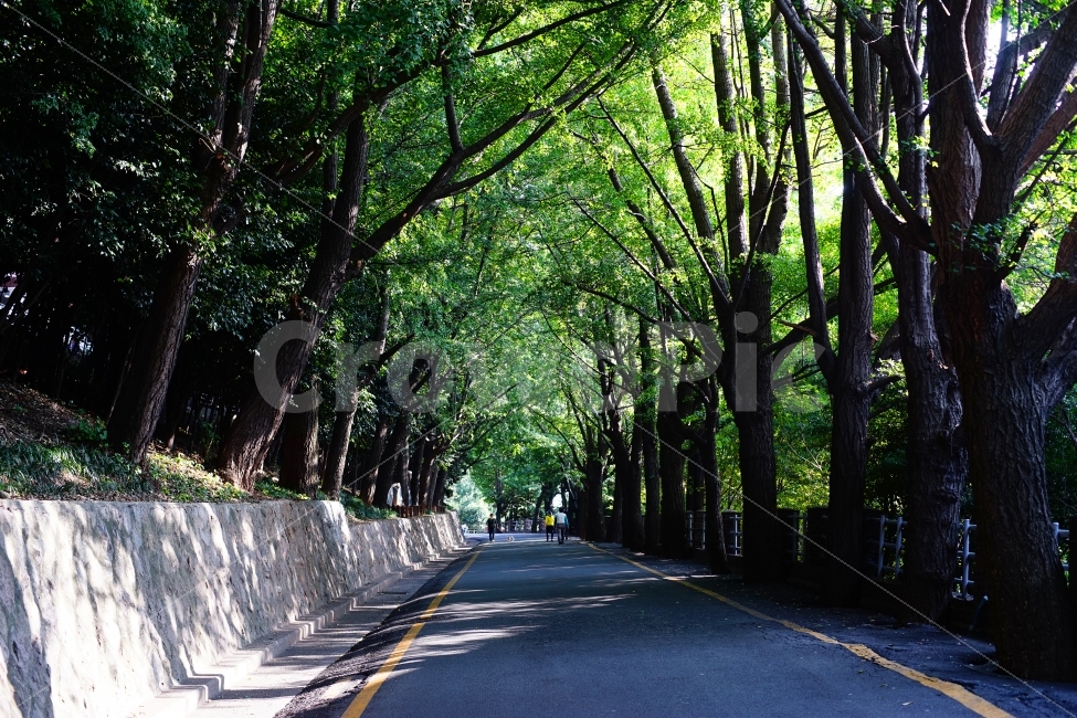 자연,공원,나무,가을,부산,풍경,오후,식물,초록색,nature,park,tree,plant,autumn,busan,landscape,afternoon,green,vivid,피톤치드,자연,풍경,nature,landscape,식물,plants,나무,trees,wood,asphalt,아스팔트