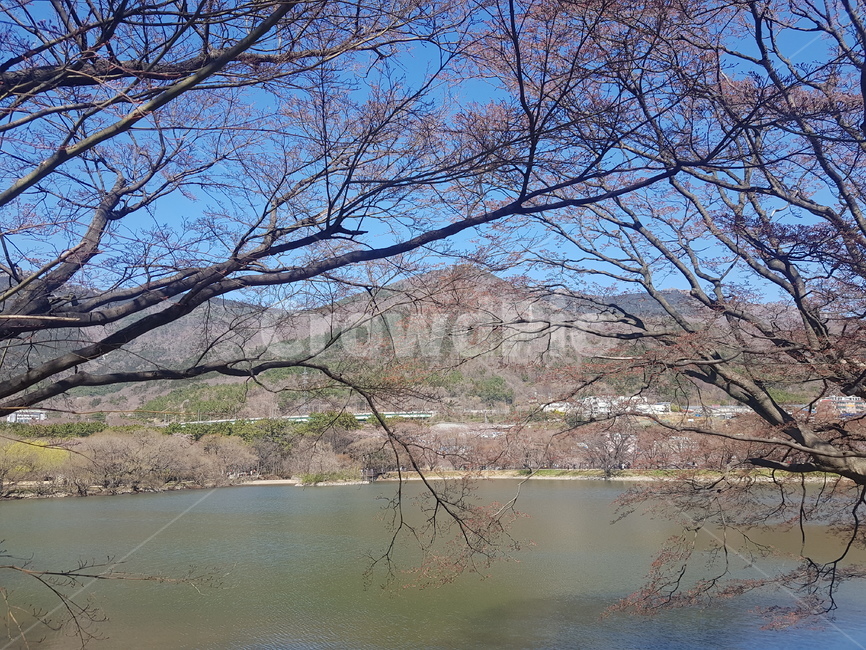 호수,공원,풍경,봄,나무,자연,풍경,nature,landscape,tree,plant,식물,water,물,outdoors,옥외