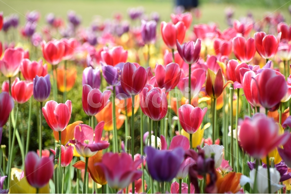 튤립,튤립꽃,튜우립,봄꽃,뿌리꽃,봄,계절,spring,season,식물,자연,plants,nature,꽃,flower,plant,blossom
