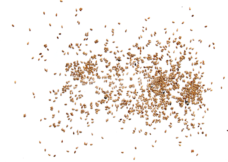 brown,closeup,dry,food,gold,grain,macro,meal,natural,nature,organic,plant,seed,seeds,sesame,sesameseed,sesameseeds,top,topangle,topview,yellow,깨,참깨,곡식,곡류,음식,음식재료,식재료,식물,씨앗,씨,갈색,브라운,말린,말리는,건조,자연,클로즈업,탑앵글,탑뷰,깨소금,농작물,농촌,농사,흰배경,뿌린,뿌려놓은,음식,식재료,요리,food,cook,meal,dishes,food reserves,곡류,곡식,cereals