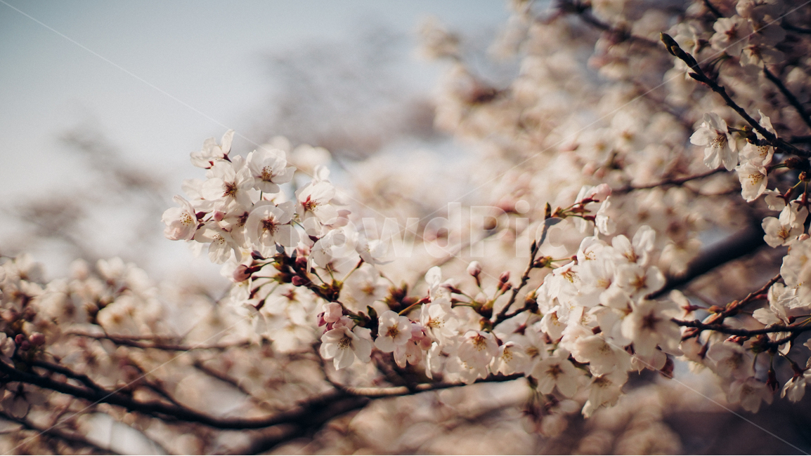 아련한,봄,벚꽃,꽃,아련함,화창한,봄,계절,spring,season,plant,식물,blossom,flower