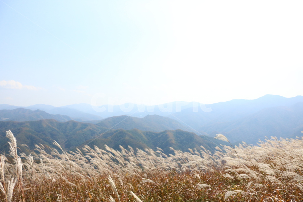 grass,plant,식물,lawn,잔디,민둥산가을억새,민둥산,가을억새,억새,가을,계절,fall,autumn,season,자연,풍경,nature,landscape,식물,plants