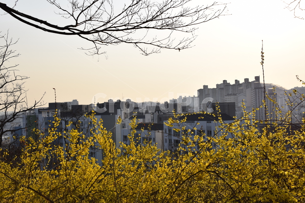 응봉산,풍경,저녁노을,개나리,도시와자연,봄,계절,spring,season,도시,풍경,city,landscape