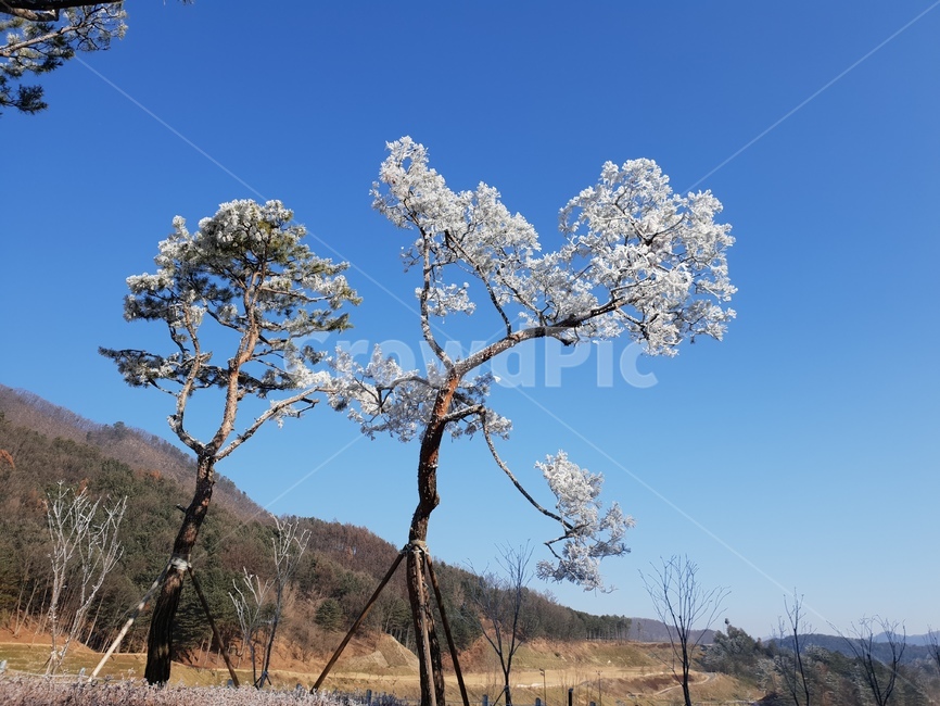 자연,눈,소나무,파란하늘,겨울,winter