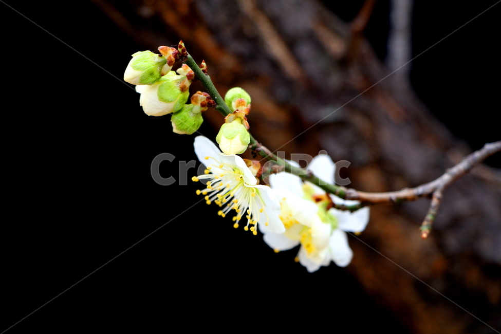 꽃,식물,봄,계절,풍경,봄,계절,spring,season,식물,자연,plants,nature,꽃,flower,plant