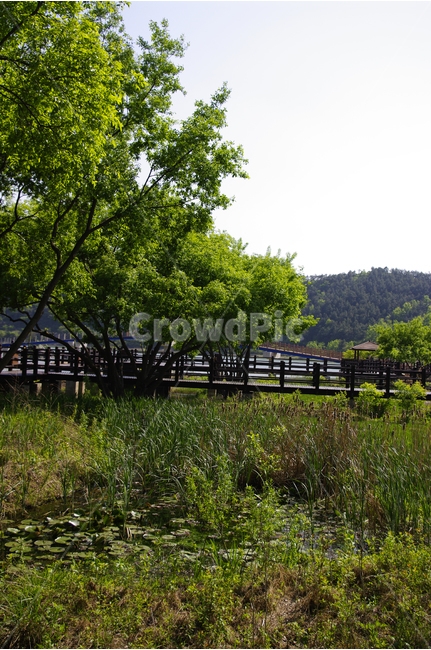 나무,풍경,풍광,초록,자연,나무길,길,color,숲,자연,풍경,nature,landscape,outdoors,옥외,tree,plant,식물,grassland,목초지,field,들