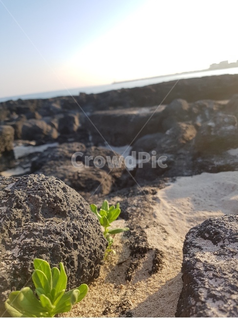 제주도,아침,새싹,바닷가,해변,제주도아침,제주도,jeju,jeju island,ground,바닥