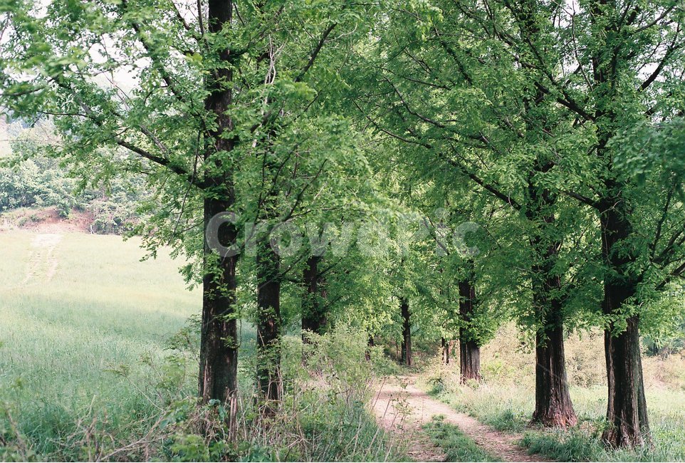 식물,화초,풍경,여름,감성,필름,자연,풍경,nature,landscape,식물,plants,나무,trees,wood,tree,plant