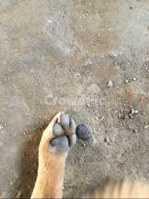 개,강아지,발바닥,귀여운,동물
