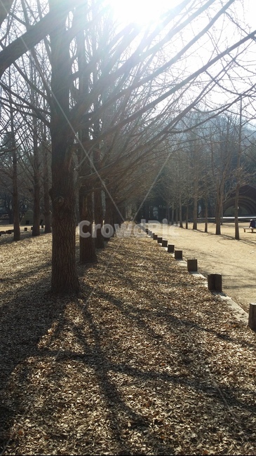 춘천,남이섬,산책길,겨울연가,나무