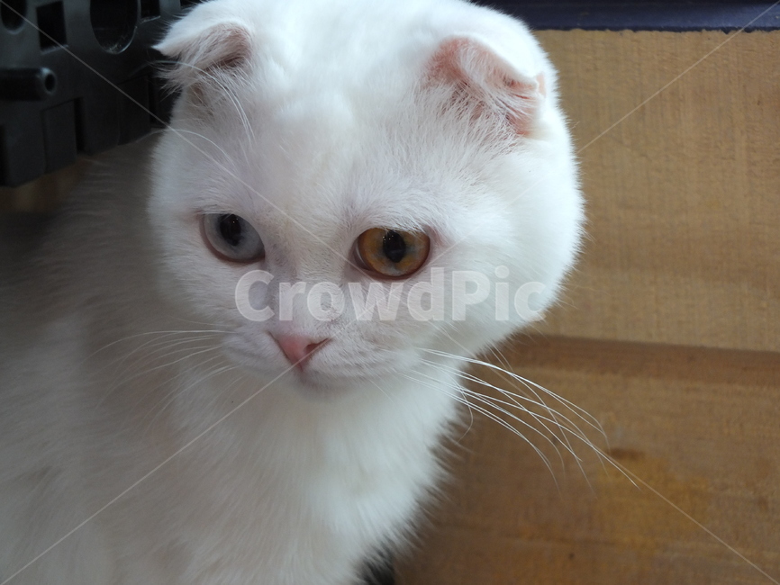 고양이,미묘,오드아이,파란색눈,갈색눈,cat,oddeye,하얀고양이,동물,새침한척,blueeye,browneye,동물,animal,포유류,mammal,고양이,cat,kitten,kitty