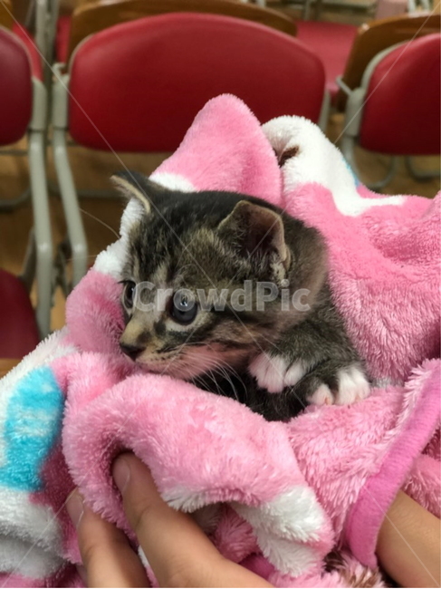 고양이,새끼고양이,동물,아기,가족,애완,포근