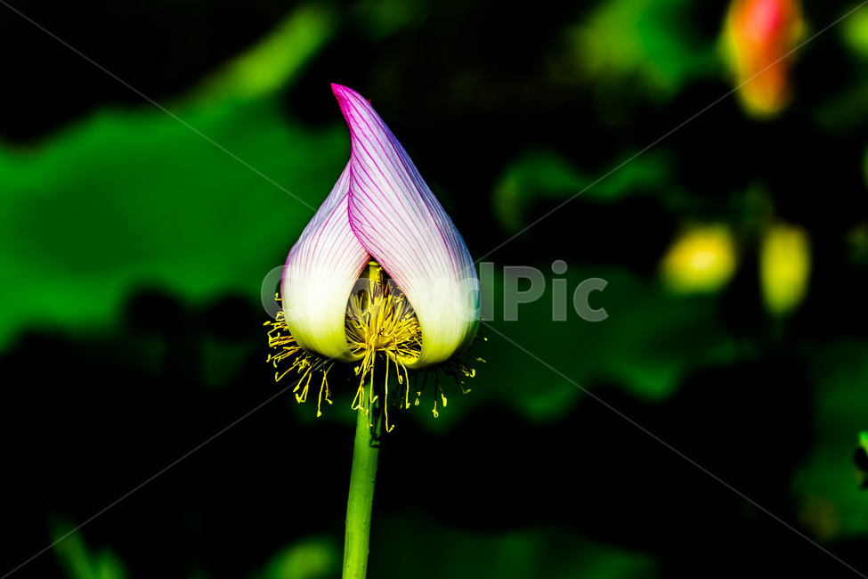 연꽃,꽃잎,봉오리,문양,무늬,패턴,식물,자연,plants,nature,꽃,flower