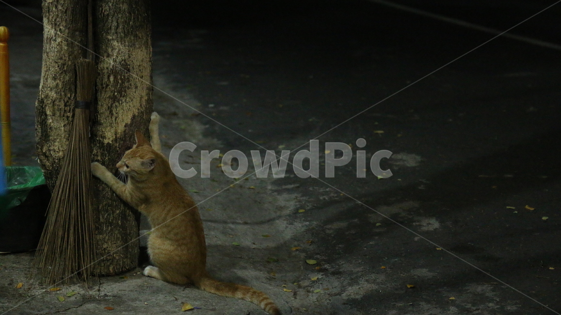 고양이,도둑고양이,animal,동물,길고양이,cat,포유류,동물,animal,포유류,mammal,고양이,cat,kitten,kitty