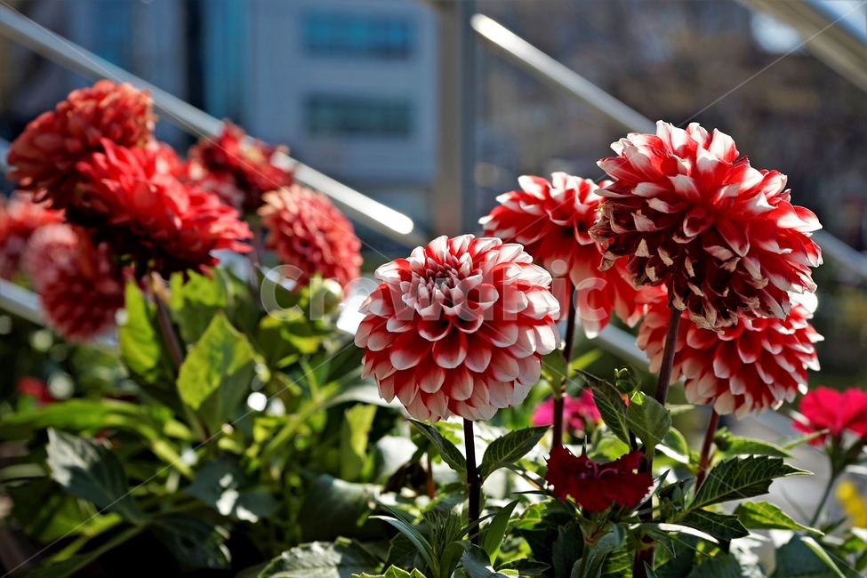 봄,정원,가드닝,원예,원예식물,화려,식물,꽃,garden,scent,healing,bloom,colorful,floral,flower,gardenflowers,happymind,life,nature,plant,spring