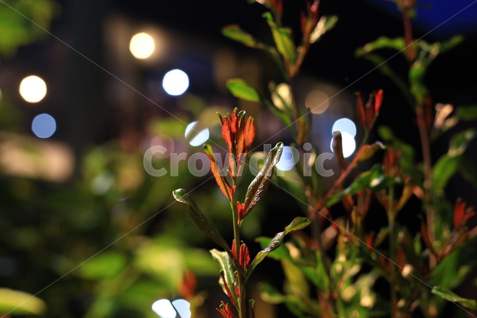 식물,밤,보케,잎,이파리,야외,실외,식물,자연,plants,nature