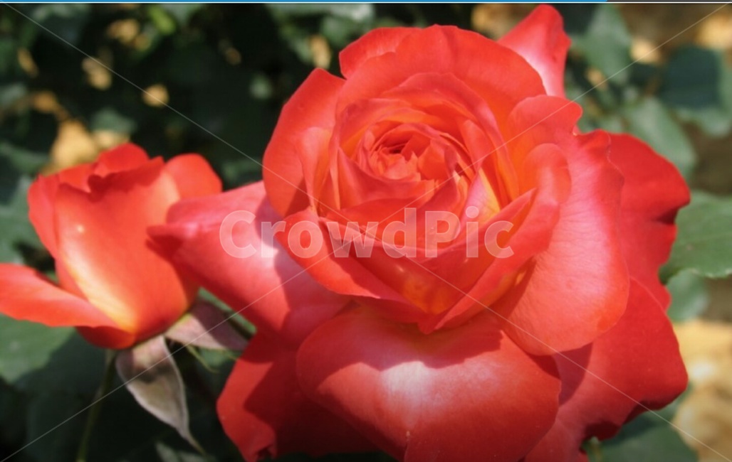 장미,꽃,flower,rose,blossom,붉은색