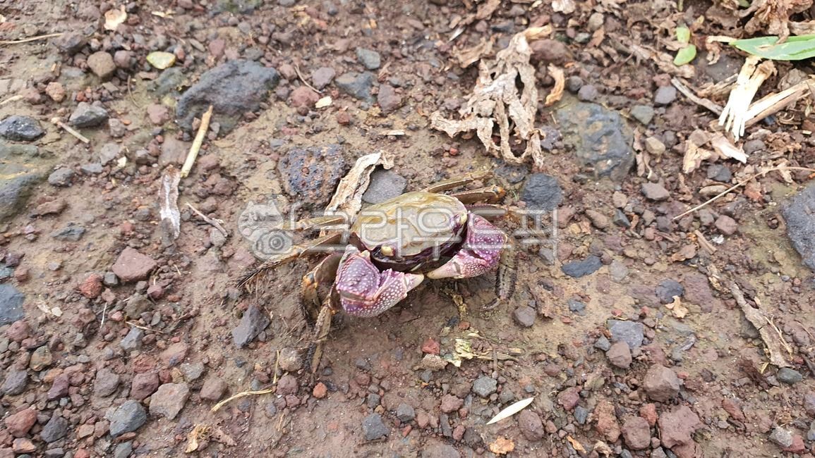 제주도,꽃게,해산물,개,애월