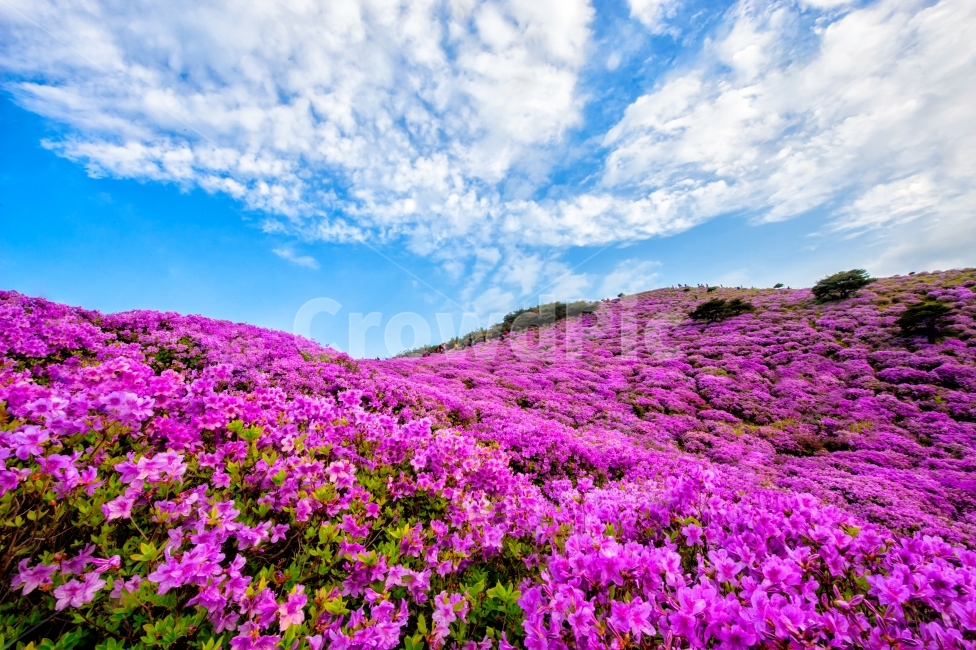 봄,여행,산행,황매산,철쭉,봄,계절,spring,season,자연,풍경,nature,landscape,한국자연풍경,한국자연경관,korea nature landscape,식물,plants,꽃,flower