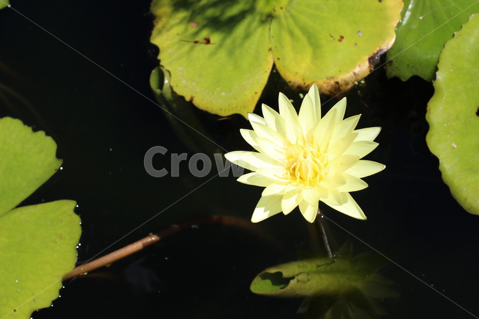 연꽃,꽃,flower,식물,연못