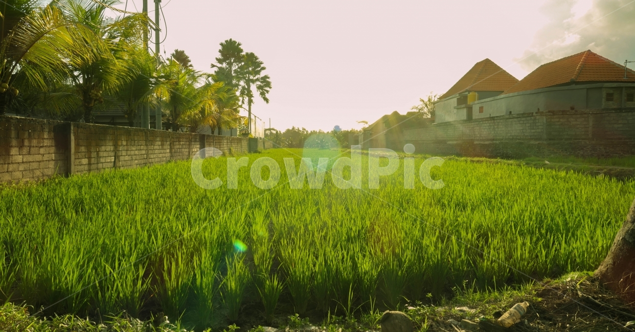 논,저녁,마을,석양,그린,노을,집,담,벽,나무,인도네시아,ricefield,village,green,오후,afternoon,evening,시골,마을,풍경,landscape,country,rural,town,해외,외국,세계,foreign,oversea,world,휴식,힐링,rest,relaxation,healing