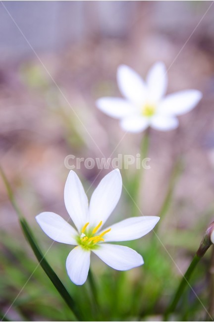 식물,꽃,flower,사진,아웃포커싱,식물,자연,plants,nature,꽃,flower