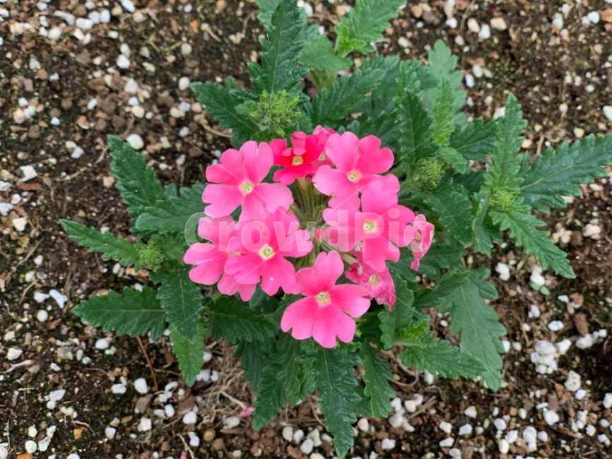 버베나,장미,핑크,꽃,봄,spring,pinkrose,pinkvurbena,pink,flower
