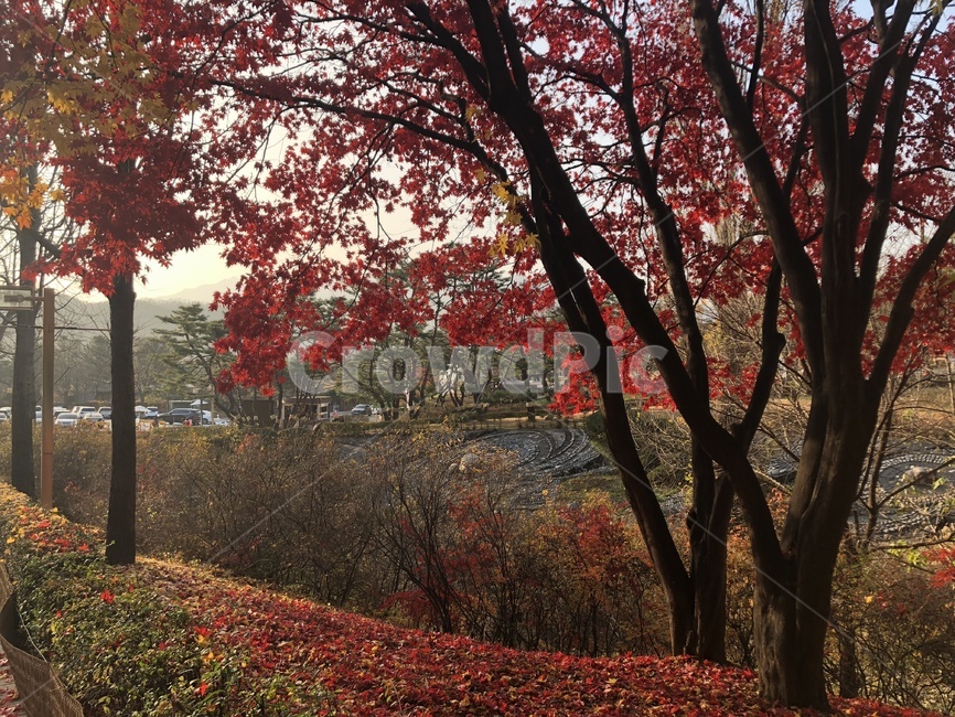 tree,maple,단풍,나무,plant,식물,leaf,잎,가을,계절,fall,autumn,season