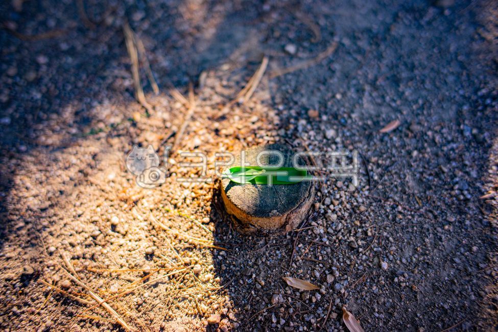 pear,bamboo leaf,bamboo pear,Bamboo,dirt road