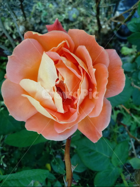 장미,장미꽃,플라워,식물,flower,로즈,꽃
