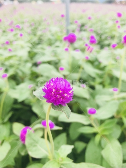 천일홍,보라색,보라꽃,꽃밭,꽃축제,식물,자연,plants,nature,꽃,flower