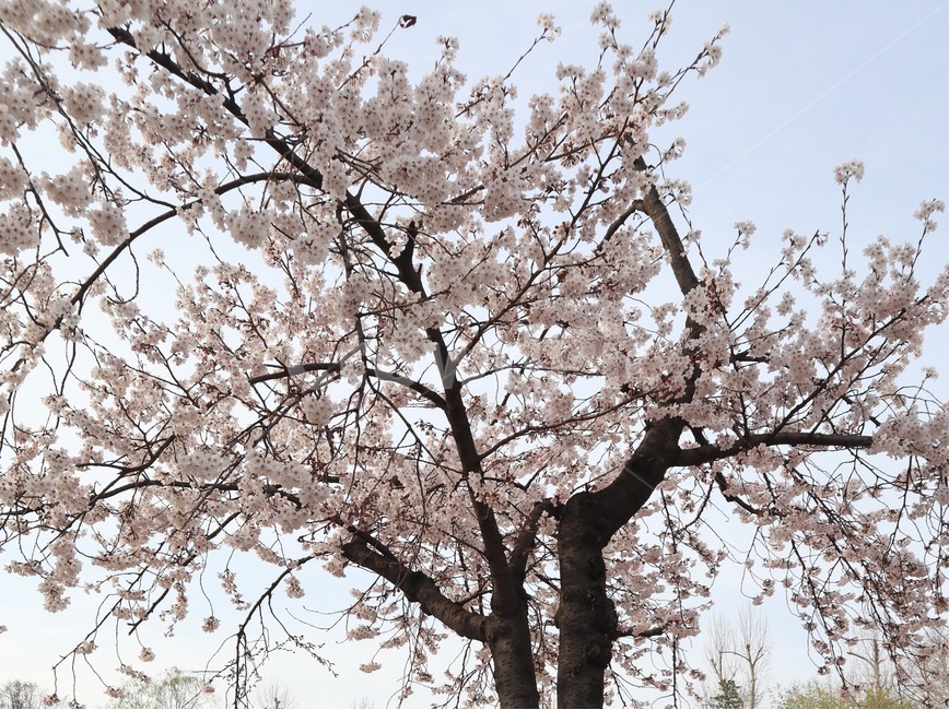 벚꽃,꽃,봄,나무,벚꽃나무,봄,계절,spring,season,plant,식물,blossom,flower