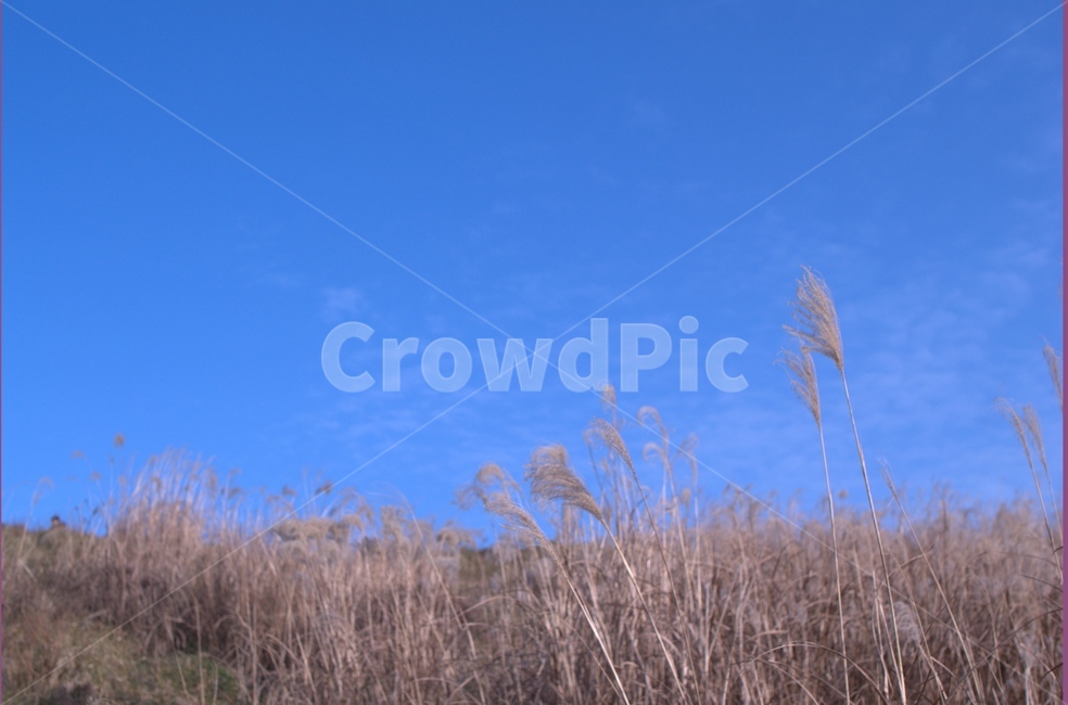 갈대,하늘,sky,자연,plant