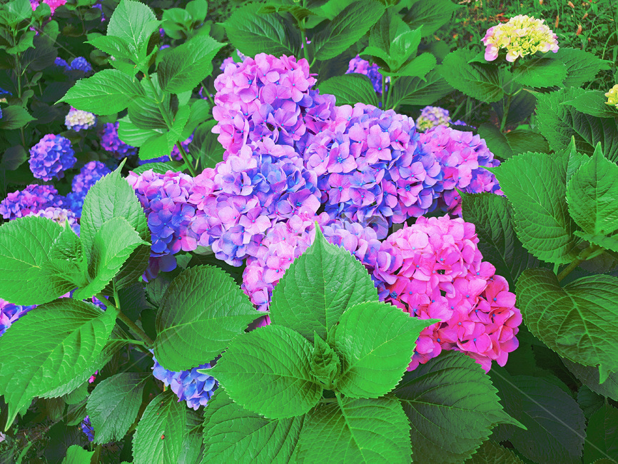 수국,꽃,flower,blossom,보라색,꽃,flower