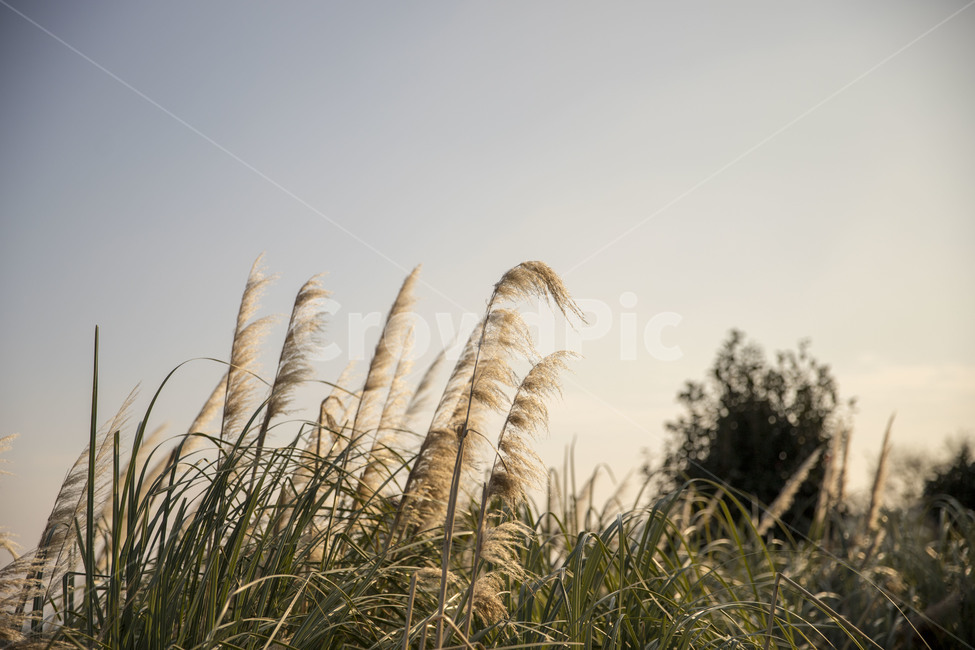 갈대,감성,겨울,쓸쓸한,고독한,가을,계절,fall,autumn,season,자연,풍경,nature,landscape,grass,잔디,plant,식물,lawn,reed