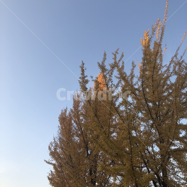 가을,나무,낙엽,하늘,가을하늘,가을,계절,fall,autumn,season,자연,풍경,nature,landscape,tree,plant,식물