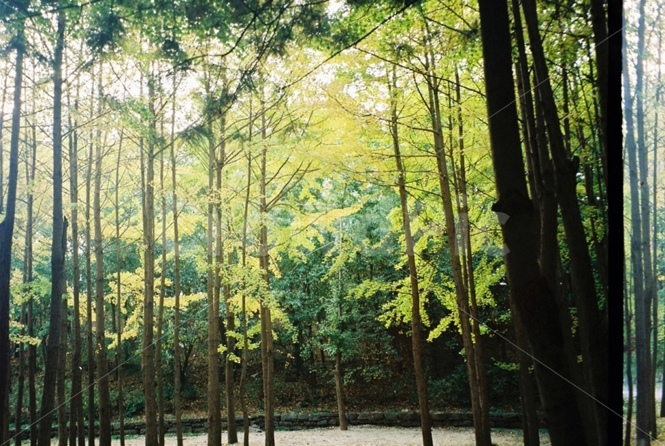 나무,숲,은행나무,가을,햇빛,초록,노랑,나뭇잎,자연,풍경,휴식,힐링,nature,landscape,tree,green,rest,relaxation,healing,autumn,filmphotography,감성,자연,풍경,nature,landscape,식물,plants,나무,trees,wood,휴식,힐링,rest,relaxation,healing,plant