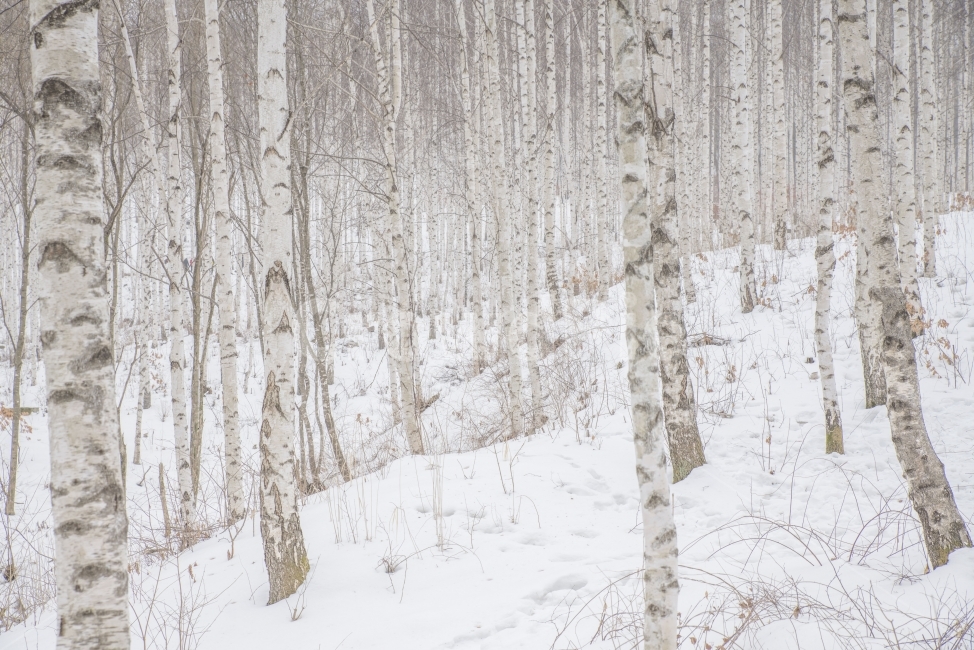 풍경,겨울,나무,숲,자작나무,겨울,계절,winter,season,자연,풍경,nature,landscape,식물,plants,나무,trees,wood