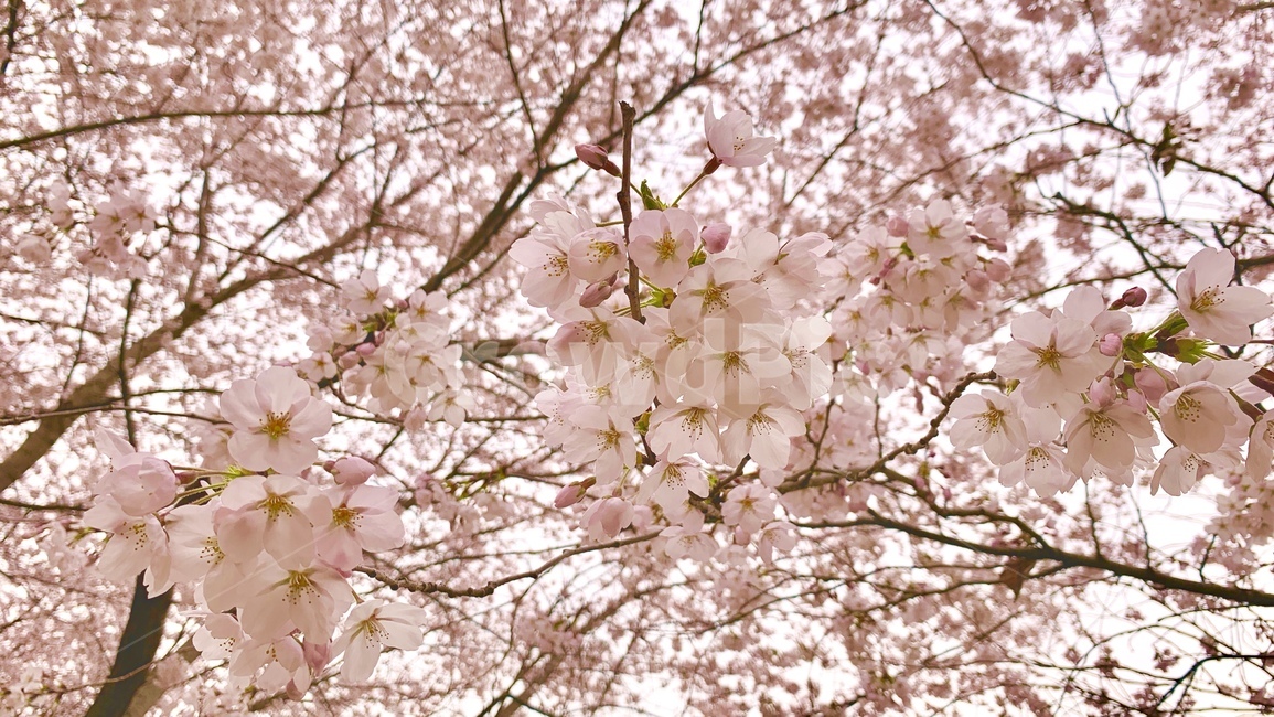 벚꽃,체리블라썸,cherryblossom,꽃잎,봄,flower,nature,spring,자연,감성,꽃,봄꽃,springtime,springflower,계절,season,식물,plants