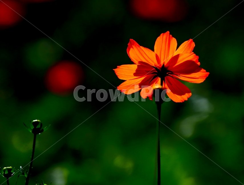 노란코스모스,가을,flower,plant,꽃잎,식물,자연,plants,nature,꽃,flower