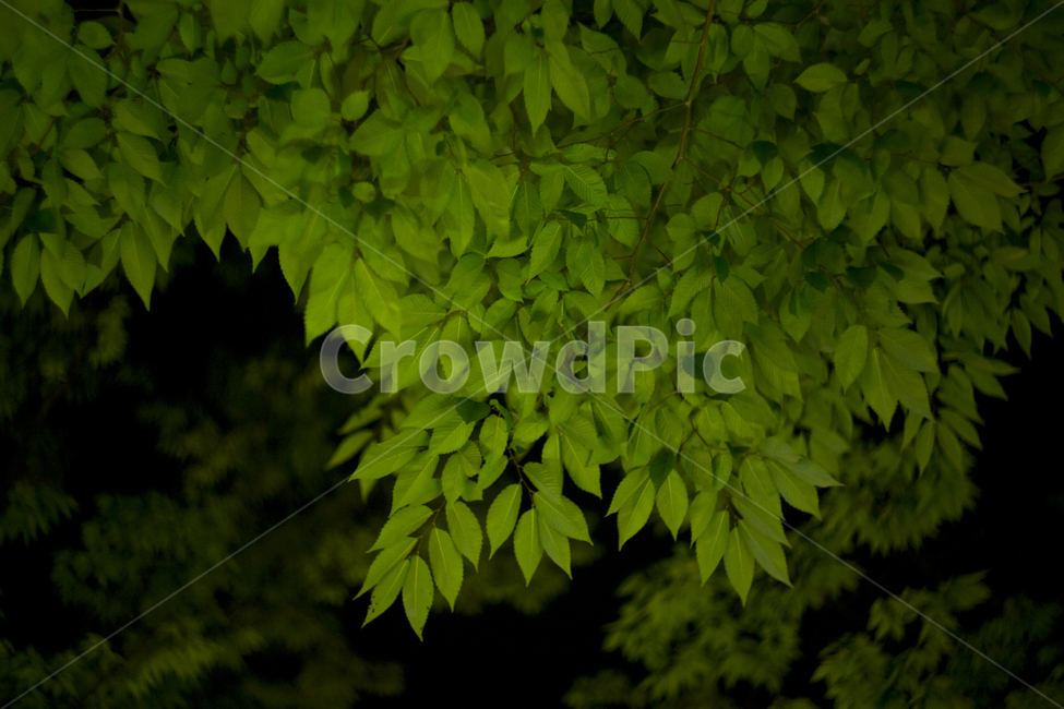 자연,나뭇잎,초록,맑음,야경,감성,여름,야경,밤,풍경,nightscape,night,landscape,식물,자연,plants,nature,plant,leaf,잎,tree,나무