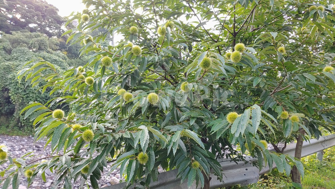 밤나무,밤송이,chestnut,chestnutbur,nature,tree,green,summur