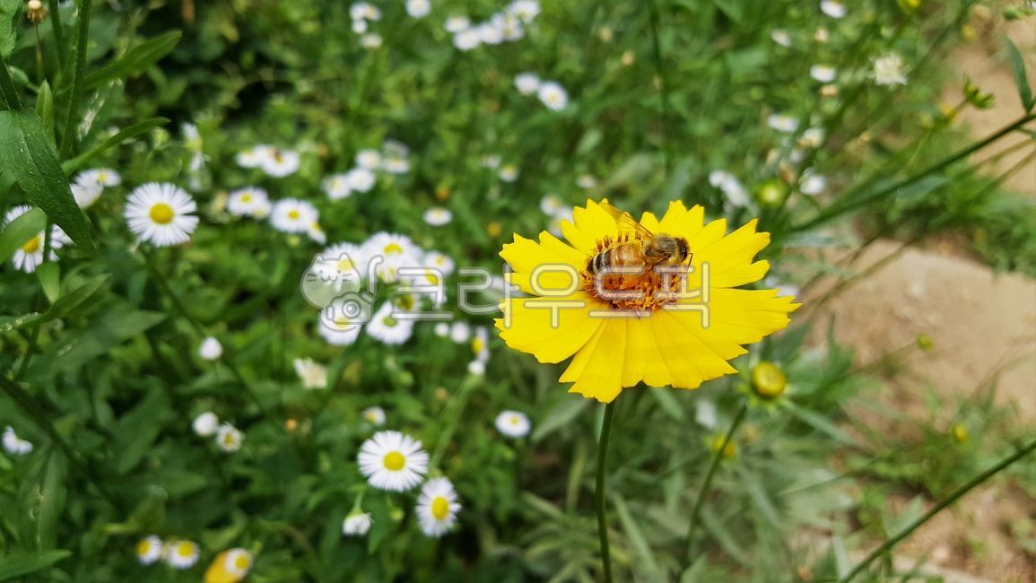 petal,Escaped invasive species,coreopsis,yellow flower,Coreopsis soup,golden pheasant soup,ornamental,flower
