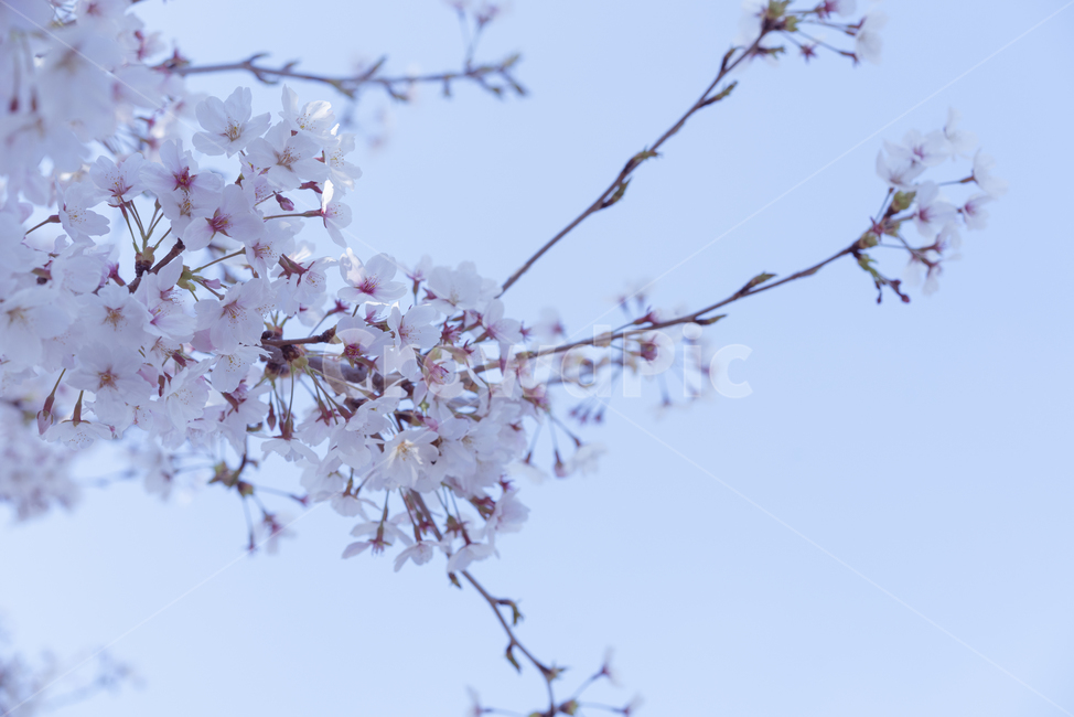 plant,식물,flower,blossom,꽃,벚꽃,cherryblossom