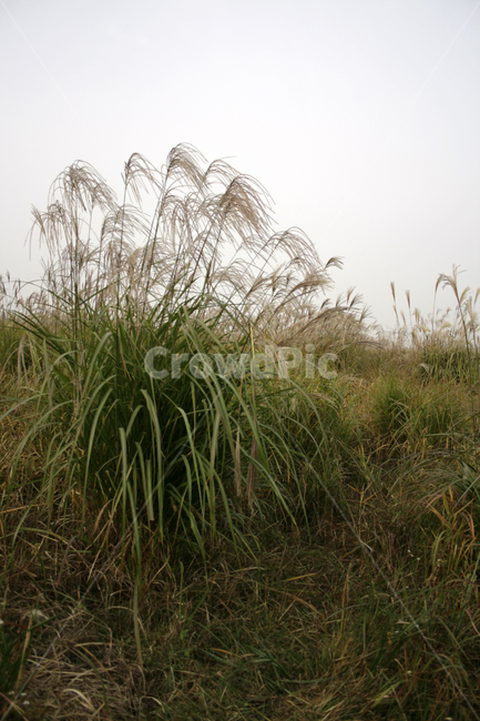 억새,풍경,하늘,가을,억새풀,식물,가을,계절,fall,autumn,season,식물,자연,plants,nature,grass,잔디,plant,lawn