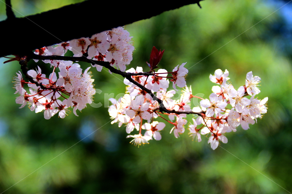 꽃,식물,계절,자연,풍경,봄,계절,spring,season,식물,자연,plants,nature,꽃,flower,plant