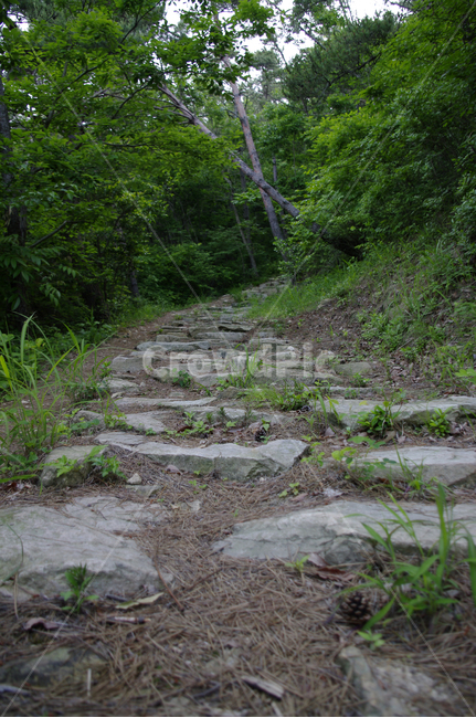 나무,길,숲,돌계단,식물,자연,풍경,nature,landscape,ground,바닥,gravel,자갈,road,도로,dirt road,흙길,path,통로