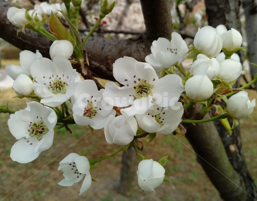배꽃,peartree,장미과,백색꽃,낙엽활엽소교목과수용,관상용,식용,약용